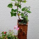 山野草