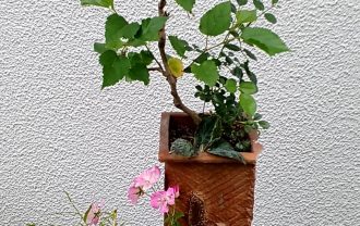 山野草